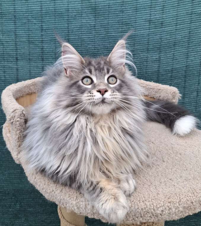 Кошки в Иваново: Мейн кун котенок из монопородного питомника Мальчик, 35 000 руб. - фото 2