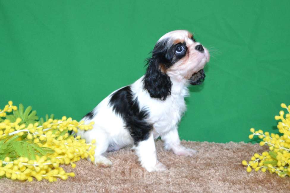 Собаки в Ореховом-Зуево: Настоящая Леди Девочка, Бесплатно - фото 2