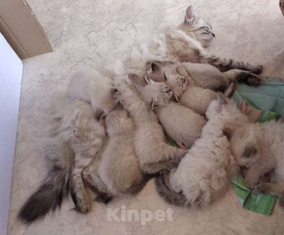 Кошки в Краснодаре: Кот Невской маскарадной породы вязка Мальчик, 5 000 руб. - фото 6