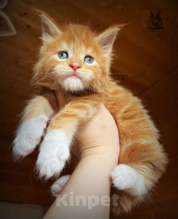 Кошки в Санкт-Петербурге: Красный биколор котик Мальчик, 70 000 руб. - фото 3