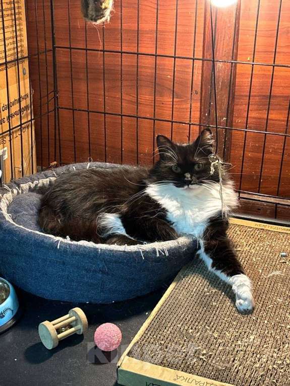 Кошки в Санкт-Петербурге: Кошка в добрые руки Девочка, Бесплатно - фото 6