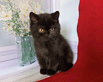 Кошки в Москве: Черный мишка Хьюго Мальчик, 40 000 руб. - фото 3