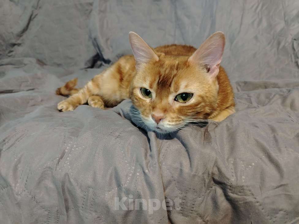 Кошки в Кудрово: Кошка Лёва Девочка, Бесплатно - фото 7