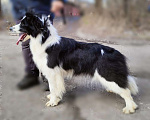 Собаки в Москве: Бордер -колли Девочка, 60 000 руб. - фото 2