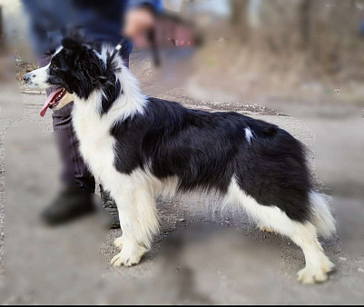 Объявление: Бордер -колли, 60 000 руб., Москва