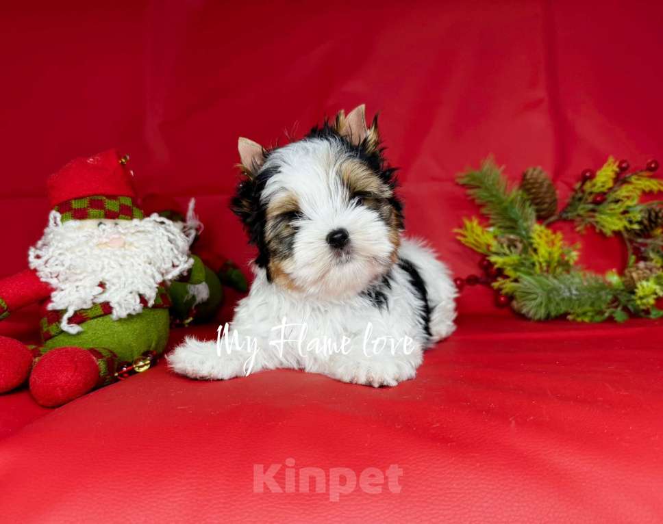 Собаки в Краснодаре: Красивый Мальчик Бивер, Документы РКФ Мальчик, 60 000 руб. - фото 3