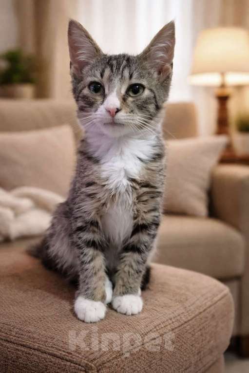 Кошки в Санкт-Петербурге: Кошечка у окошечка Девочка, Бесплатно - фото 3