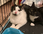 Кошки в Москве: Котик Мишенька ищет дом! Мальчик, Бесплатно - фото 4
