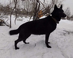 Собаки в Москве: Черные щенки немецкой овчарки, мальчики Мальчик, 20 000 руб. - фото 5
