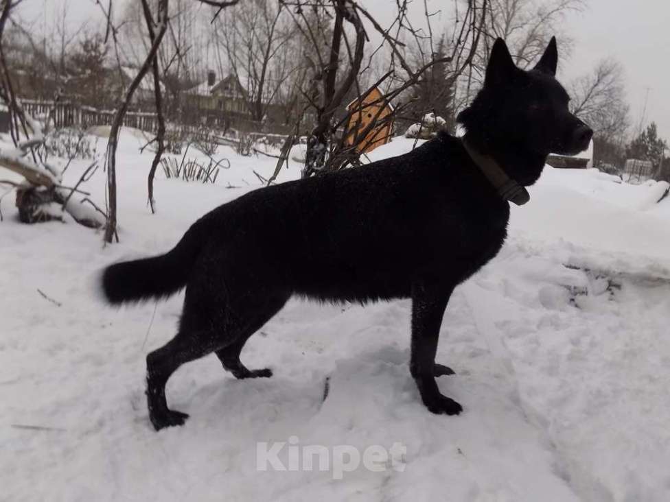 Собаки в Москве: Черные щенки немецкой овчарки, мальчики Мальчик, 20 000 руб. - фото 5