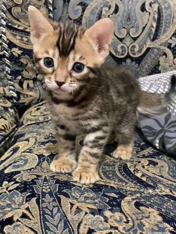 Кошки в Казани: Розетка на золоте девочка  Девочка, 25 000 руб. - фото 2