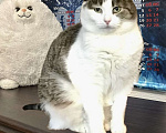 Кошки в Санкт-Петербурге: Никто не замечает кошечку Плюшу!  Девочка, Бесплатно - фото 2