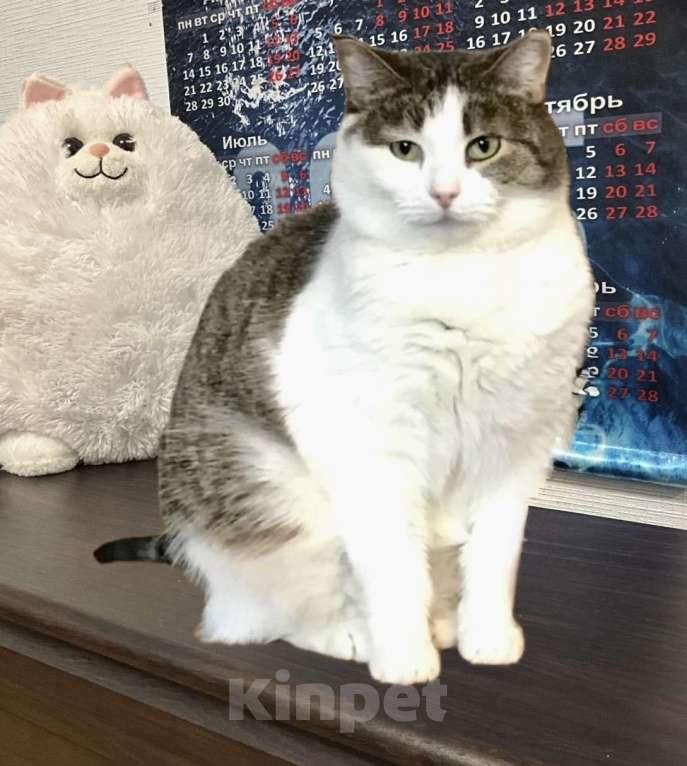 Кошки в Санкт-Петербурге: Никто не замечает кошечку Плюшу!  Девочка, Бесплатно - фото 2