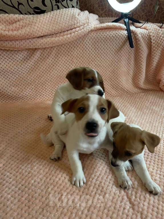 Собаки в Твери: Щенки Девочка, 20 000 руб. - фото 3