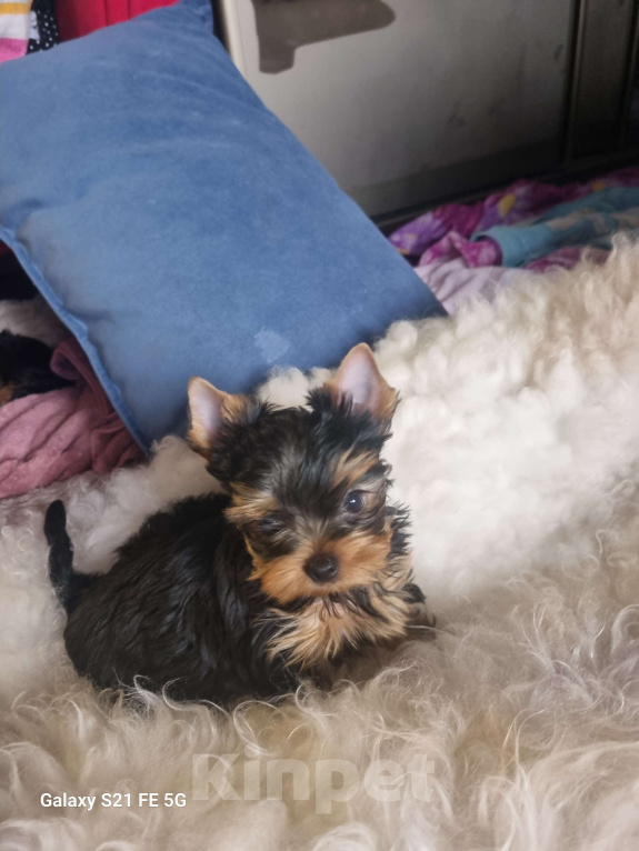 Собаки в Красноярске: Оскар Мальчик, 30 000 руб. - фото 2