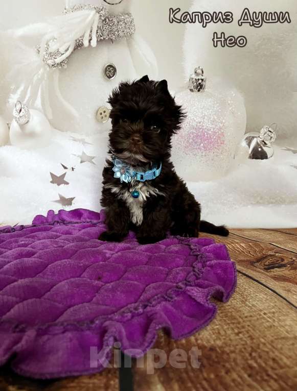 Собаки в Сосновом Бору: Мальчик шоко йорка Нео ( документы НРКА) Мальчик, 45 000 руб. - фото 4