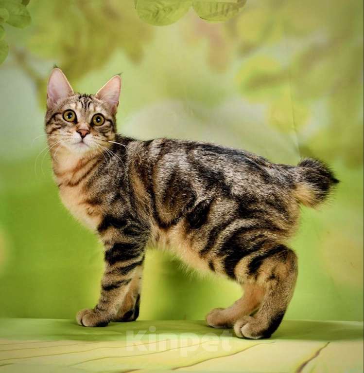 Кошки в Москве: котенок курильского бобтейла Девочка, 50 000 руб. - фото 1