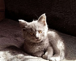 Кошки в Мичуринске: Серо голубая кошка Девочка, 1 руб. - фото 1