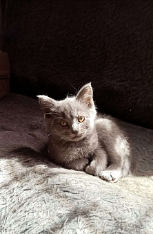 Объявление: Серо голубая кошка, 1 руб., Мичуринск