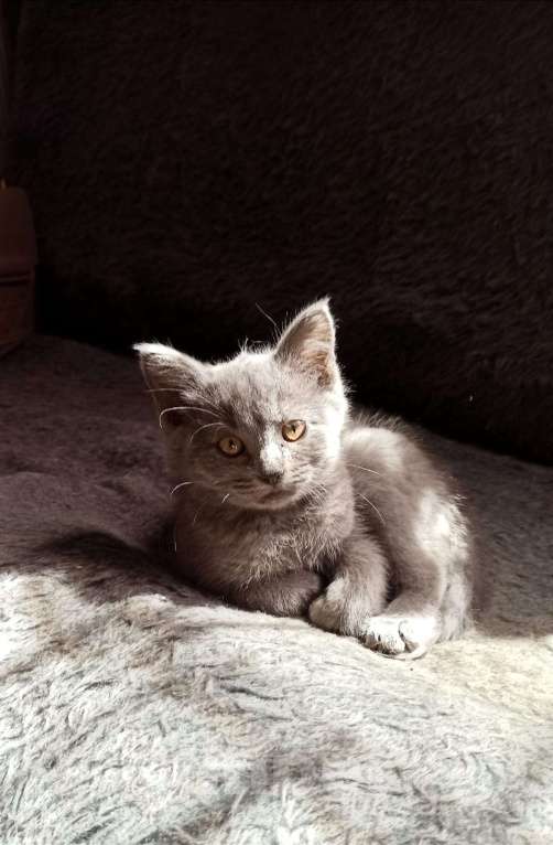 Кошки в Мичуринске: Серо голубая кошка Девочка, 1 руб. - фото 1