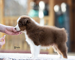 Собаки в Москве: Австралийская овчарка, аусси Мальчик, 70 000 руб. - фото 5