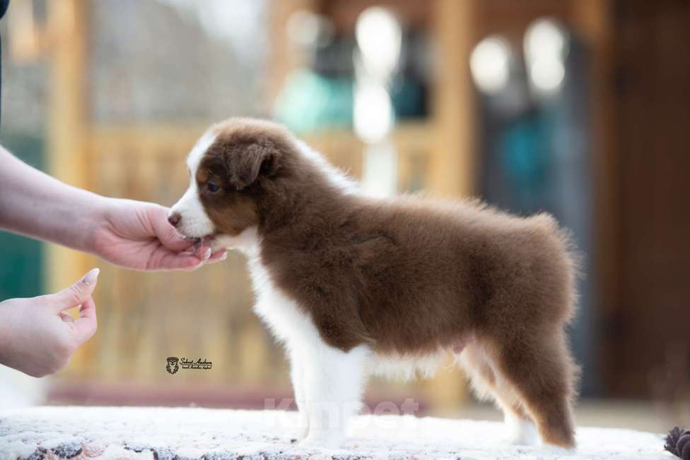 Собаки в Москве: Австралийская овчарка, аусси Мальчик, 70 000 руб. - фото 5