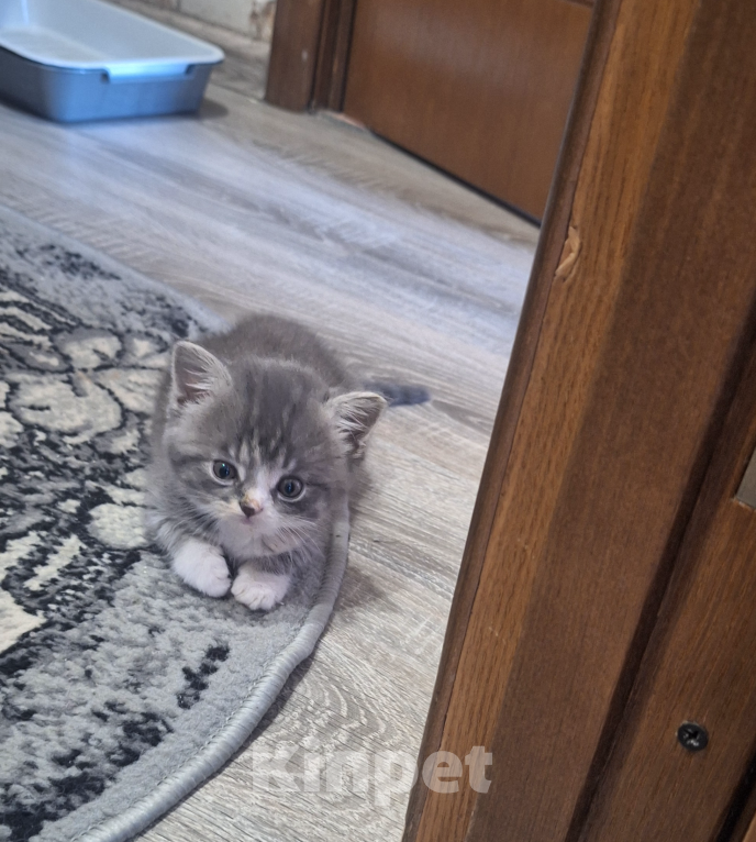 Кошки в Москве: Новый дом Девочка, Бесплатно - фото 3