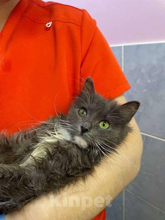 Кошки в Москве: Котенок в добрые руки Девочка, Бесплатно - фото 1