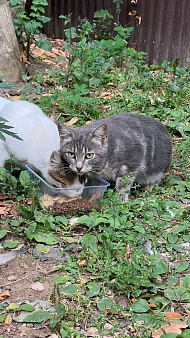 Нежнейшая кошечка ищет дом и семью 