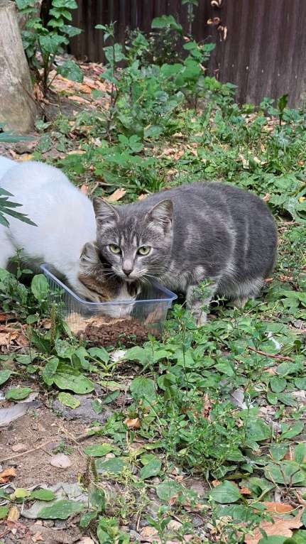 Кошки в других городах Московской области: Нежнейшая кошечка ищет дом и семью  Девочка, 500 руб. - фото 1