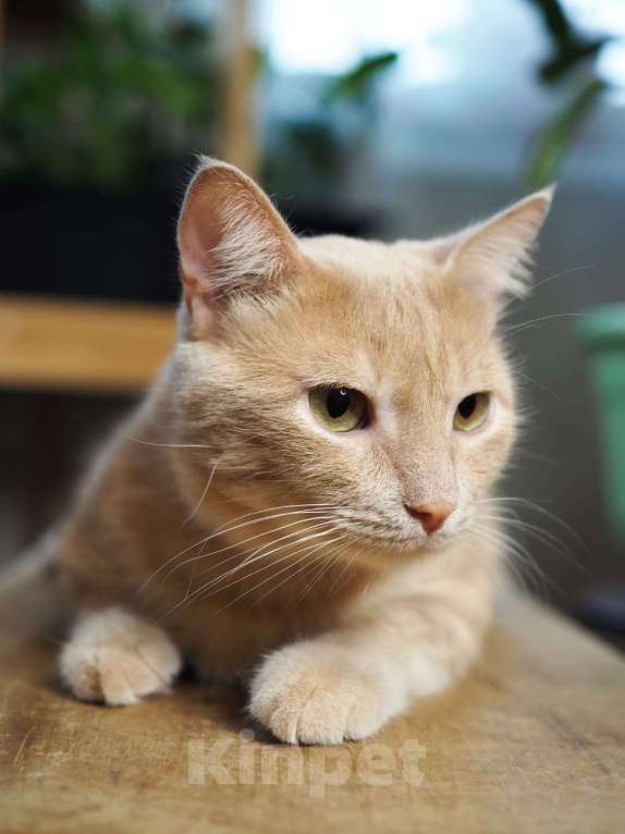 Кошки в Люберцах: Котик Арчи в поисках дома Мальчик, Бесплатно - фото 5