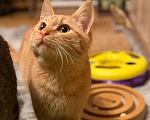 Кошки в Санкт-Петербурге: Хороший ласковый котёнок-рыжик Мальчик, Бесплатно - фото 2