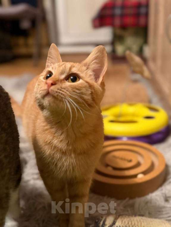 Кошки в Санкт-Петербурге: Хороший ласковый котёнок-рыжик Мальчик, Бесплатно - фото 2