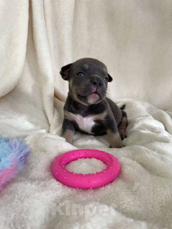 Собаки в Санкт-Петербурге: Щенок Американского булли sm_bulli Marylin Девочка, 150 000 руб. - фото 2