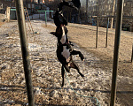 Собаки в Владивостоке: Вязка Кобель питбультерьера Мальчик, Бесплатно - фото 5
