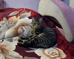 Кошки в Калачинске: Котик, Бесплатно - фото 1