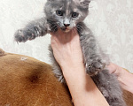 Кошки в Набережных Челнах: Чистопородный котенок Девочка, 20 000 руб. - фото 1