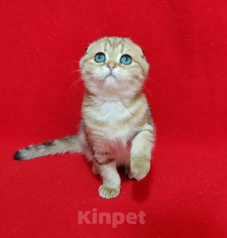 Кошки в Москве: Вислоухая золотая мраморная кошечка Девочка, 10 000 руб. - фото 1