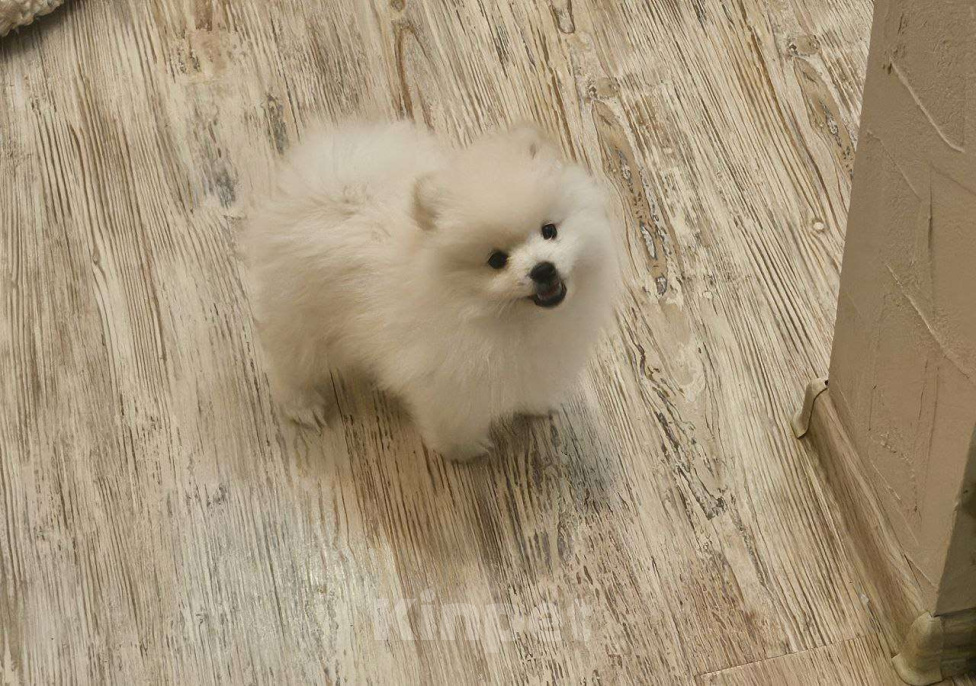 Собаки в Нижнем Новгороде: Бельчик в поисках любящих родителей! Мальчик, 25 000 руб. - фото 3