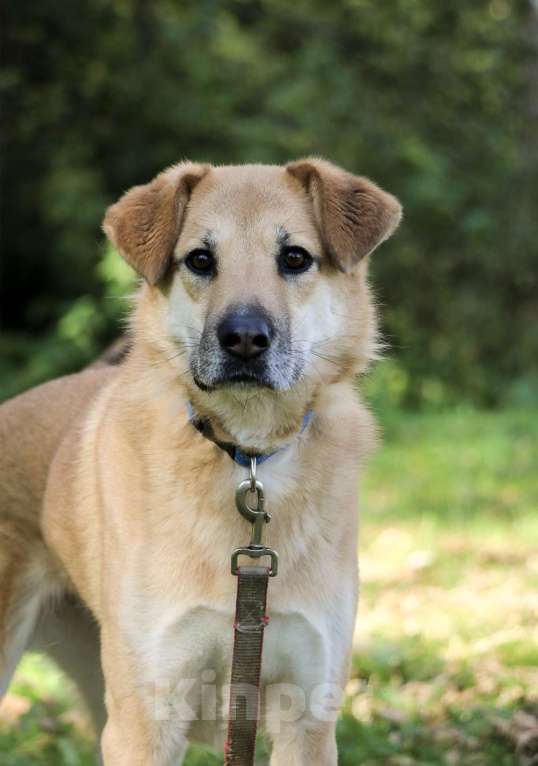 Собаки в Москве: Чудесная Барабулька ищет дом и любящую семью! Девочка, Бесплатно - фото 4