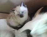 Кошки в Липецке: Котёнок Муся Девочка, 1 000 руб. - фото 1