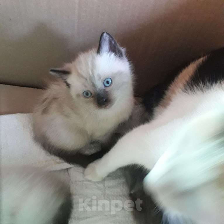 Кошки в Липецке: Котёнок Муся Девочка, 1 000 руб. - фото 1