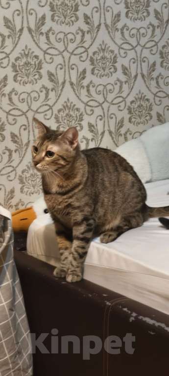 Кошки в Санкт-Петербурге: Кошка Юки, отдаю в добрые руки Девочка, Бесплатно - фото 3