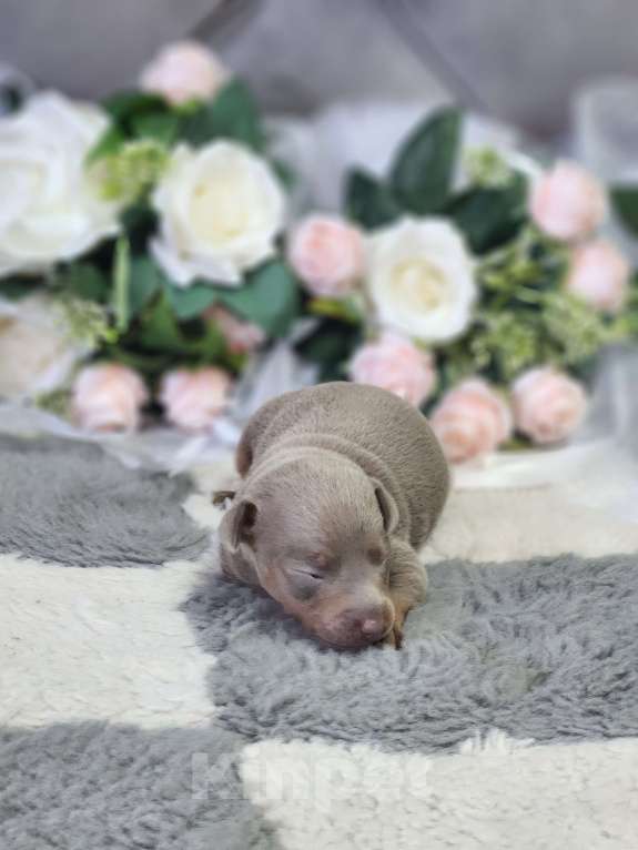 Собаки в Ейске: лиловое чудо мальчишечка Мальчик, 25 000 руб. - фото 2