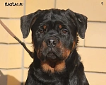 Собаки в Москве: Крупный щенок Ротвейлера  Мальчик, 40 000 руб. - фото 1