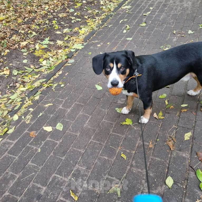 Собаки в Москве: Вязка кобеля Мальчик, Бесплатно - фото 7