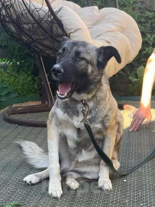 Собаки в Москве: Добродушная собака Афина в добрые руки Девочка, Бесплатно - фото 2