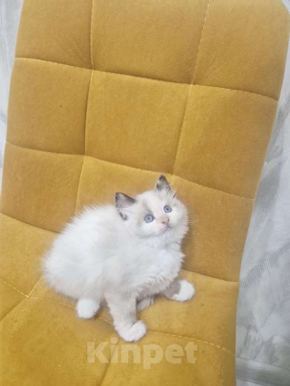 Кошки в Москве: Самый обаятельный котик Рэгдолл  Мальчик, 50 000 руб. - фото 9