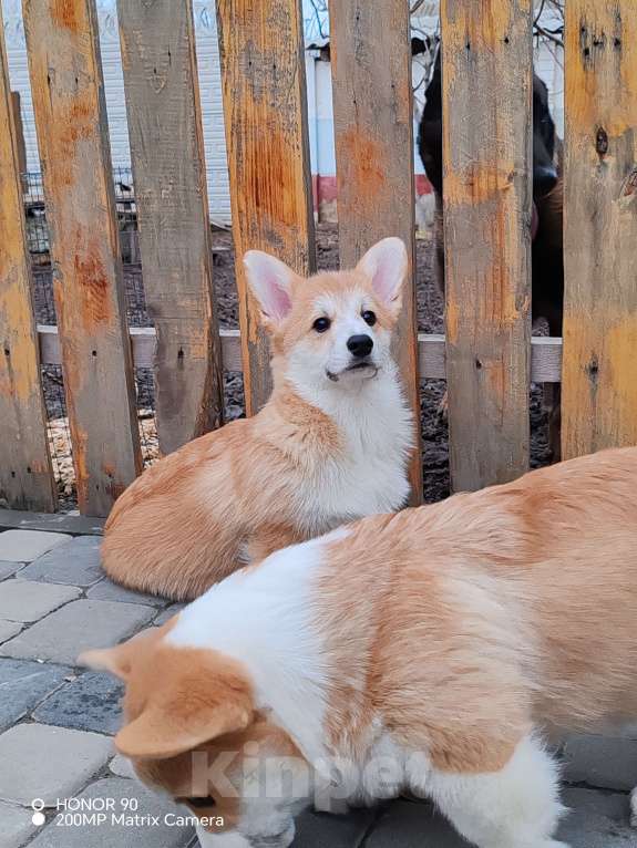 Собаки в Симферополе: Девочка корги Мальчик, 80 000 руб. - фото 5