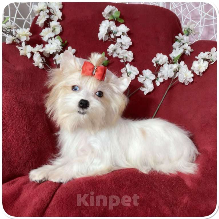 Собаки в Москве: Йорк с голубыми глазами девочка подрощенная Девочка, 130 000 руб. - фото 7